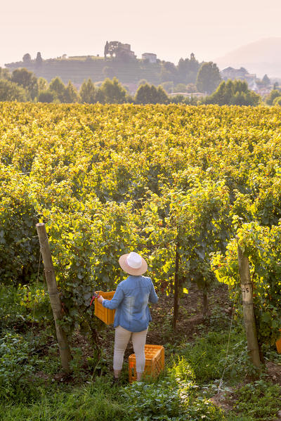 Harvest in Franciacorta, Brescia province in Lombardy district, Italy, Europe. (MR)