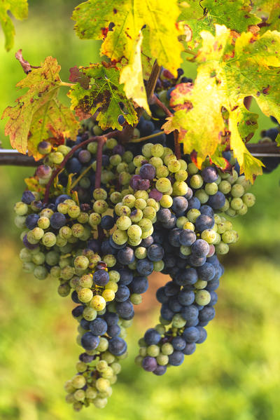 Harvest in Franciacorta, Brescia province in Lombardy district, Italy, Europe.