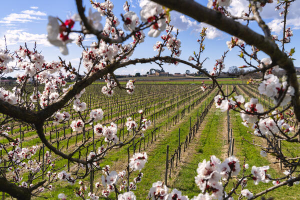 Spring season in Franciacorta, Brescia province, Lombardy district in Italy, Europe.