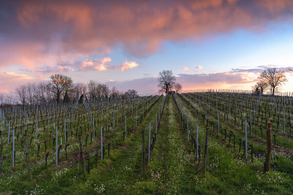 Spring season in Franciacorta, Brescia province, Lombardy district in Italy, Europe.