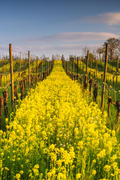 Spring season in Franciacorta, Brescia province, Lombardy district in Italy, Europe.