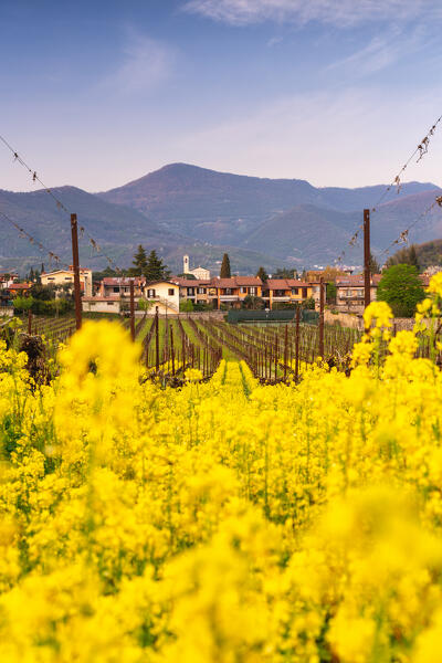 Spring season in Franciacorta, Brescia province, Lombardy district in Italy, Europe.