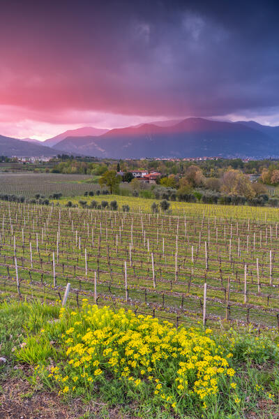 Spring season in Franciacorta, Brescia province, Lombardy district in Italy, Europe.