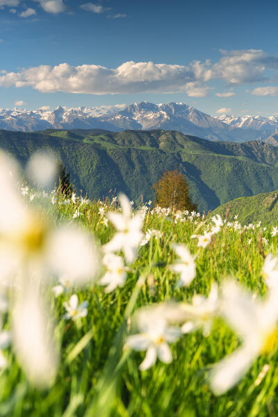 Narcissus blooming in Orobie alps, Bergamo province, Lombardy, Italy.