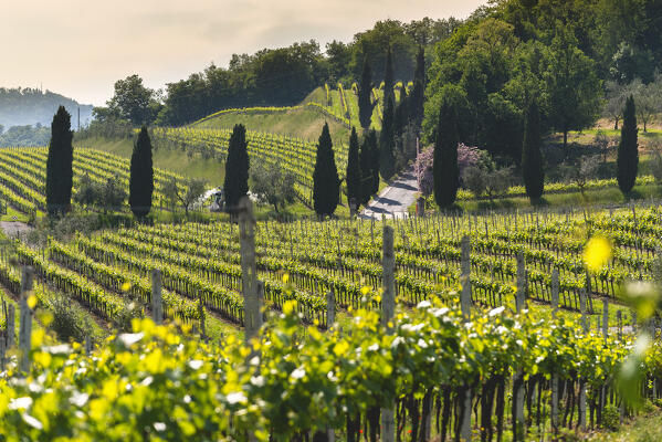 Spring season in Franciacorta, Brescia province, Lombardy, Italy.