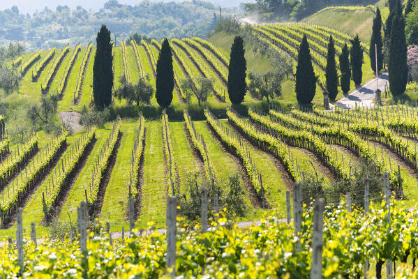 Spring season in Franciacorta, Brescia province, Lombardy, Italy.