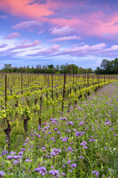 Spring season in Franciacorta, Brescia province, Lombardy, Italy.