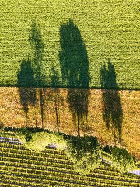 Spring season in Franciacorta, Brescia province, Lombardy, Italy.