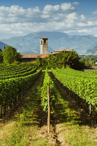 Franciacorta in summer season, Brescia province in Lombardy district, Italy, Europe.