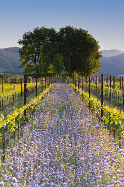 Spring season in Franciacorta, Brescia province in Lombardy district, Italy, Europe.