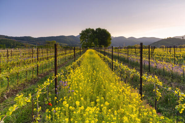 Spring season in Franciacorta, Brescia province in Lombardy district, Italy, Europe.