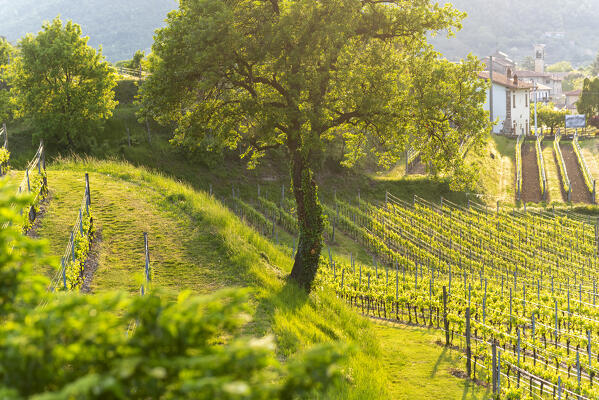 Spring season in Franciacorta, Brescia province in Lombardy district, Italy, Europe.