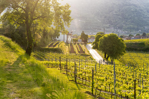 Spring season in Franciacorta, Brescia province in Lombardy district, Italy, Europe.