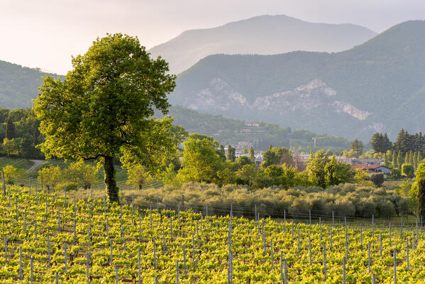 Spring season in Franciacorta, Brescia province in Lombardy district, Italy, Europe.