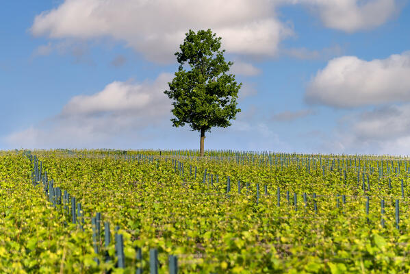 Spring season in Franciacorta, Brescia province in Lombardy district, Italy, Europe.