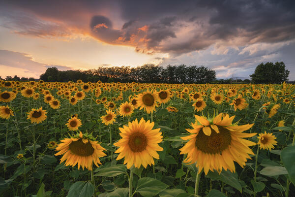 Sunset into the Sunflowers in Franciacorta, Brescia province in Lombardy district, Italy.
