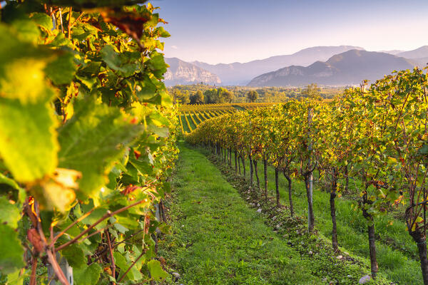 Franciacorta vineyards in autumn season, Brescia province in lombardy district, Italy.