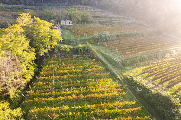 Details of vineyards in Franciacorta aerial view at dawn in Brescia province, Lombardy district, Italy.