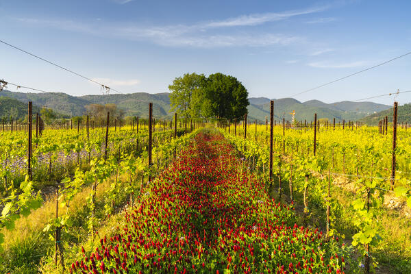 Spring season in Franciacorta, Brescia province in Lombardy district, Italy, Europe.