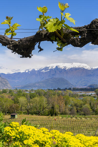 Spring season in Franciacorta, Brescia province in Lombardy district, Italy, Europe.