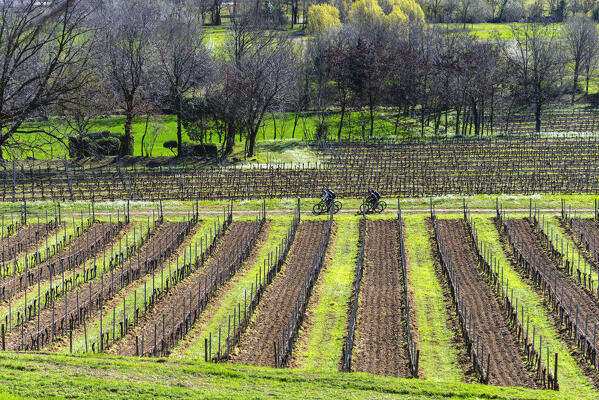Spring season in Franciacorta, Brescia province in Lombardy district, Italy, Europe.