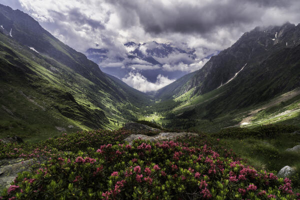 Rhododendrons in the upper Val Canè in Valle Camonica, Brescia province in lombardy district, Italy, Europe.