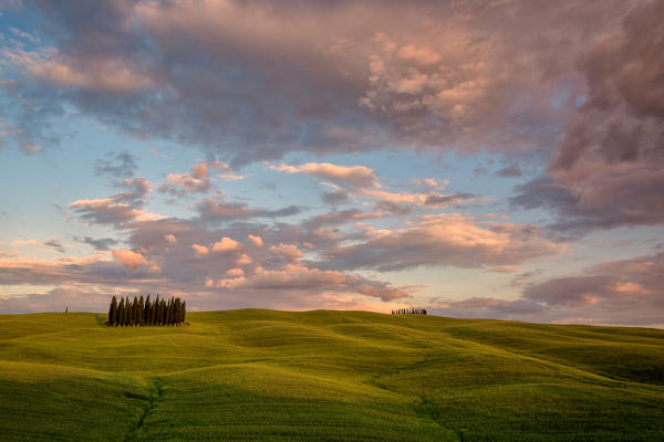 The Cypresses of the Val d'Orcia at sunset. Val d'Orcia, Tuscany Italy,  located in the village of San Quirico d'Orcia
