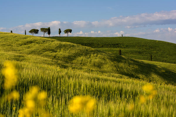 Spring in Tuscany, Val d'Orcia Italy