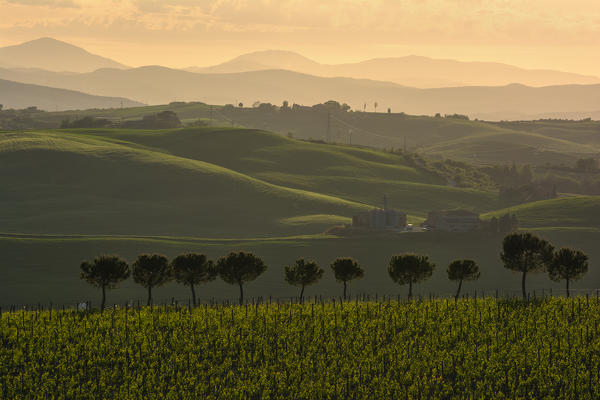 Val d'Orcia at sunset, San Quirico d'Orcia, Tuscany, Italy