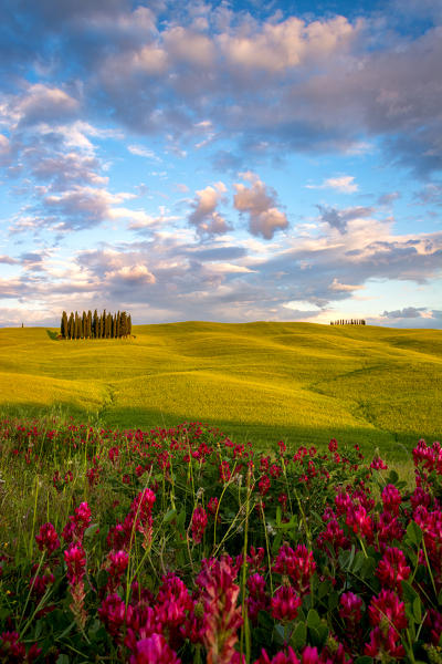 The cypress trees in the Val d' Orcia , San Quirico d' Orcia , Tuscany .