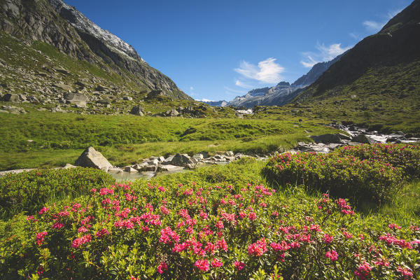 Rhododendrons in Adame' valley, Adamello park, Brescia Province, Lombardy, Italy.