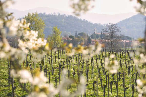 Camignone, Franciacorta, Brescia province, Italy, Europe.
