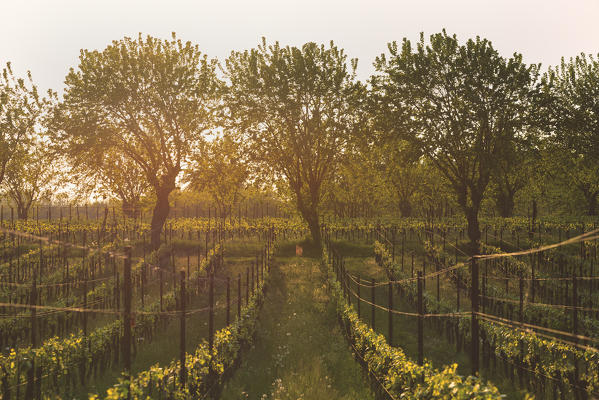 Vineyards in Franciacorta, Brescia province, Italy, Lombardy district, Europe.