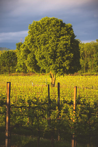 Tree in Franciacorta, Brescia province, Italy, Lombardy district, Europe.