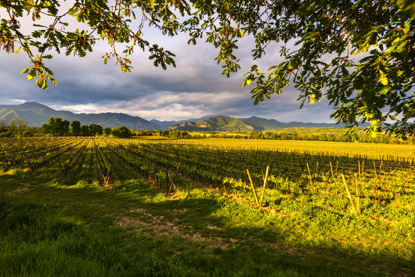 Vineyards in Franciacorta at sunset, Brescia province, Italy, Lombardy district, Europe.