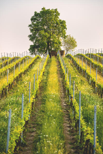 Tree and Vineyards at sunset in Franciacorta, Brescia province, Lombardy district, Italy, Europe.