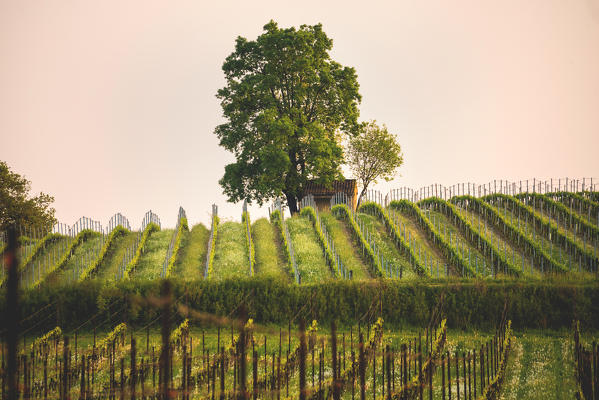 Tree and Vineyards at sunset in Franciacorta, Brescia province, Lombardy district, Italy, Europe.