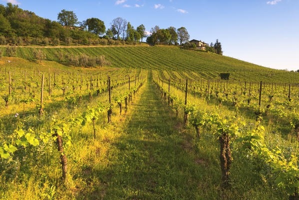 Vineyards at sunset in Franciacorta, Brescia province, Lombardy district, Italy, Europe.