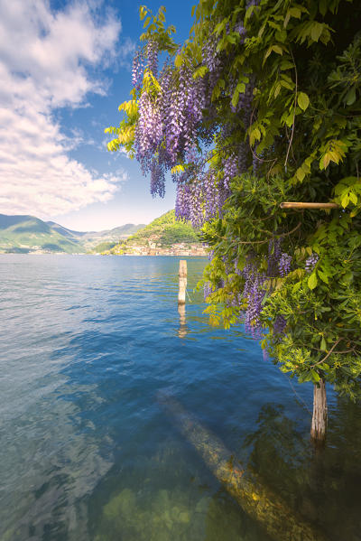 Blooming in Iseo lake, Brescia province, Lombardy district, Italy, Europe