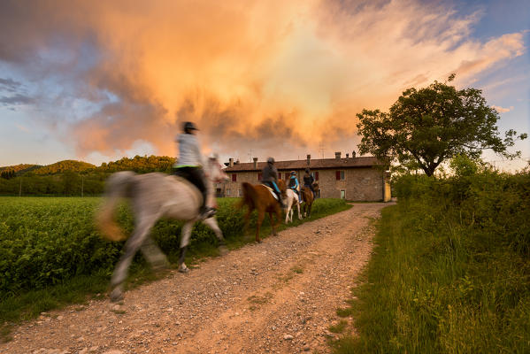 Horses at Sunset in Franciacorta, Brescia province, Lombardy district, Italy, Europe.