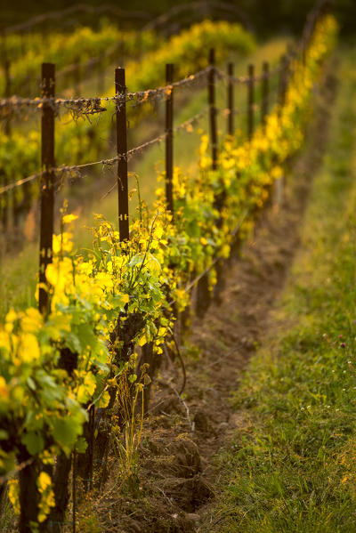 Vineyards in Franciacorta, Brescia province, Lombardy district, Italy, Europe.