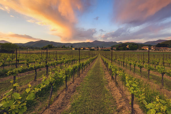 Vineyards at sunset in Franciacorta, Brescia province, Lombardy district, Italy, Europe.