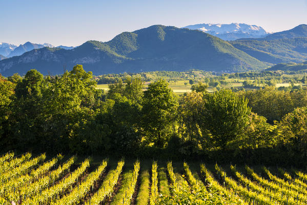 Sunrise in Franciacorta, Brescia province, lombardy district,Italy, Europe.