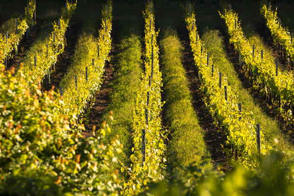 Vineyards Franciacorta, Brescia province, lombardy district,Italy, Europe.