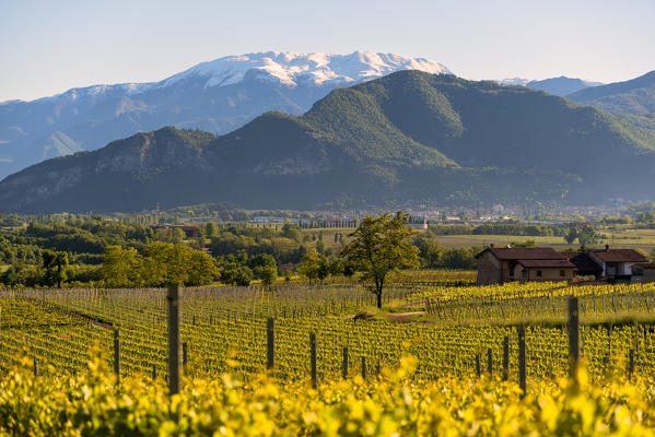 Sunrise in Franciacorta, Brescia province, lombardy district,Italy, Europe.