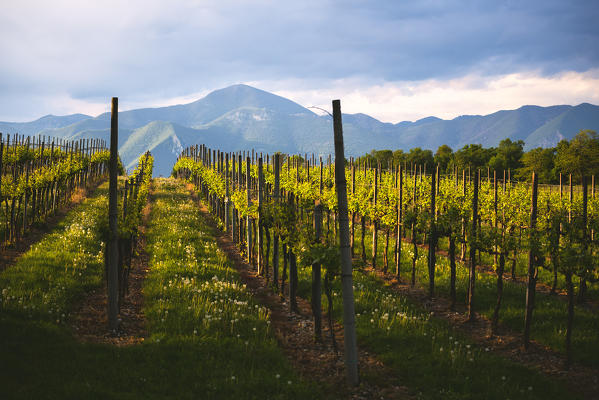 Sunset in Franciacorta, Brescia province, lombardy district,Italy, Europe.