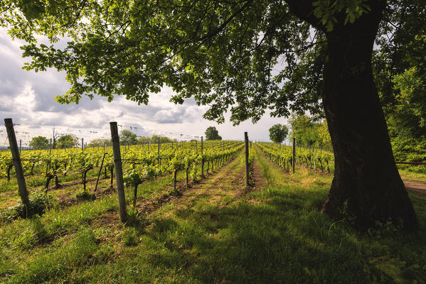 Franciacorta, Brescia province, lombardy district,Italy, Europe.