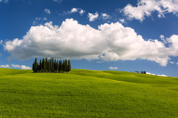 The cypress trees of the Orcia valley, Tuscany disctrict, Siena province, Italy, Europe.