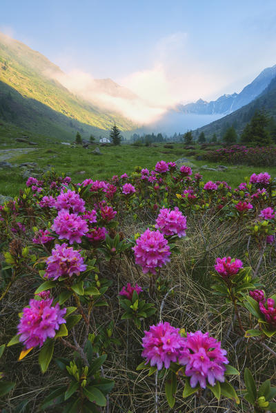 rhododendrons Bloomings in Val Grande, Vezza d'Oglio, Stelvio National park, Brescia province, Lombardy district,Italy, Europe.