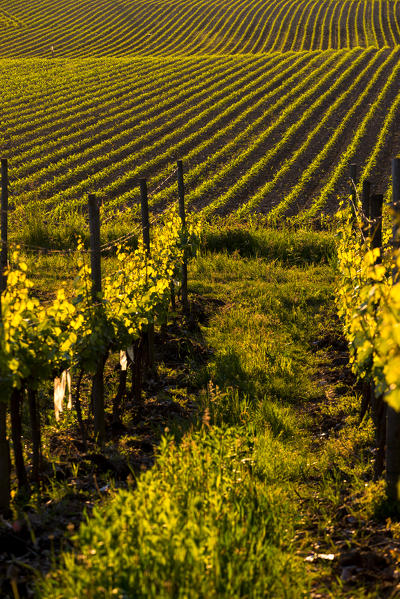 Vineyards in Franciacorta, Brescia province, Europe, Lombardy district, Italy.